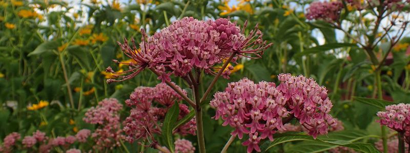 Swamp Milkweed