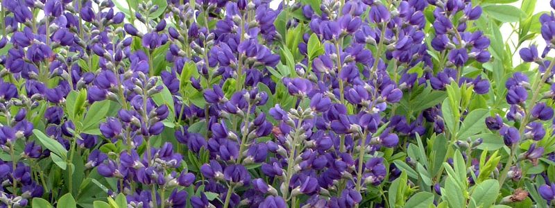 Wild Indigo