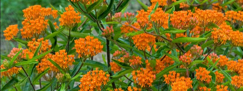 Butterfly Weed