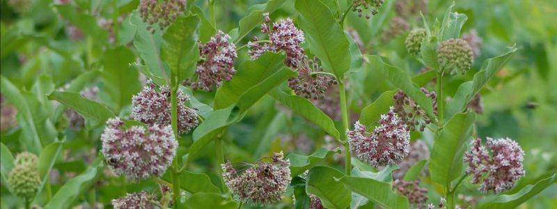 Common Milkweed