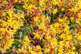 Sedum k.var.floriferum 'Weihenstephaner Gold