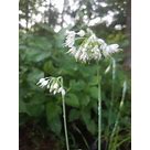 Allium cernuum NODDING ONION