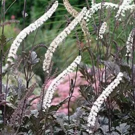 Actaea/Black Negligee