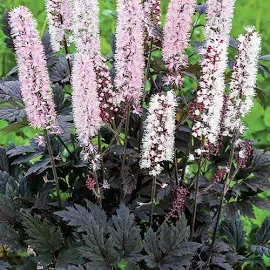 Actaea/Chocoholic