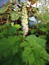 Actaea/Black snakeroot