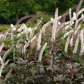 Actaea/Brunette