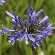 Agapanthus- Lily of the Nile