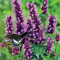 Agastache Anise Hyssop x 