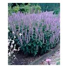 Agastache Anise Hyssop x 