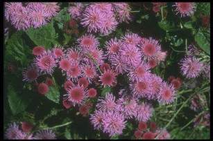 Ageratum/pink