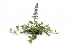 Ajuga Bugleweed Ground Cover-General Information