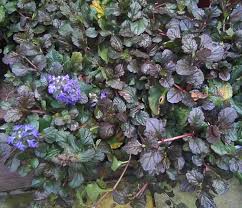 Bronze Beauty Ajuga Ground Cover