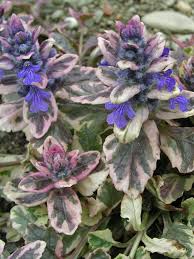 Burgundy Glow Ajuga Ground Cover