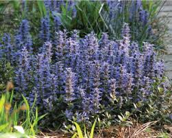 Chocolate Chip Ajuga Ground Cover