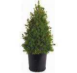 Dwarf Alberta Spruce 18-24