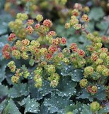 Alchemilla LADYS MANTLE 'erythropoda