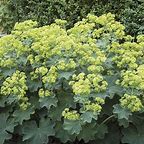 Alchemilla LADYS MANTLE mollis 