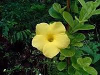 Allamanda-Golden Trumpet Vine