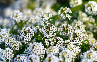 Alyssum White.