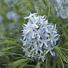 Amsonia BLUE STAR x 'Blue Ice'