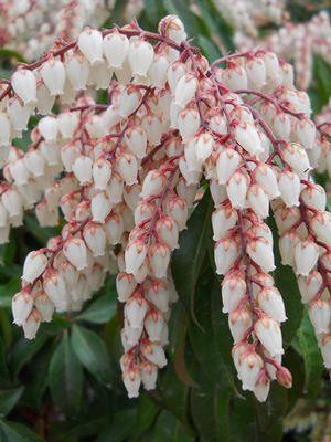 Pieris jap. Dorothy Wycoff Dorothy Wycoff Andromeda