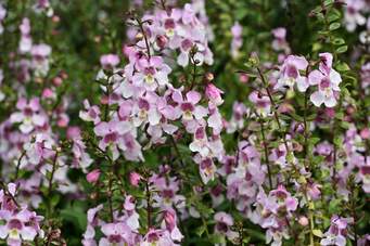 Angelonia Pink