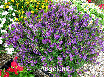 Angelonia Lavender