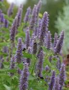 Anise Hyssop-Agastache foeniculum-Herb