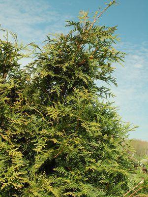 Thuja X Green Giant Green Giant Western Arborvitae