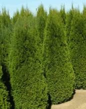 Arborvitae/Emerald Green,,/4-5' b & B/Must buy 2 or more.