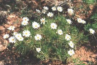 Argyranthemum Cream