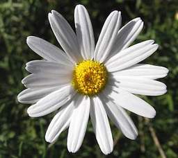 Argyranthemum Daisy