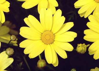 Argyranthemum Yellow