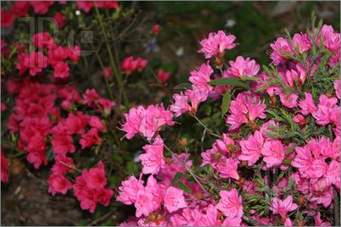 Shrubs, Trees and Roses