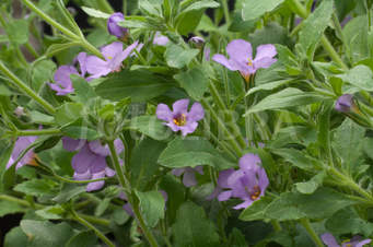 Bacopa Blue