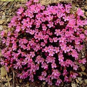 Bacopa Pink