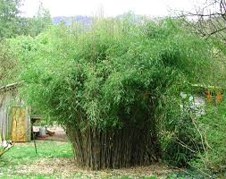 Fountain Bamboo Fargesia nitida 