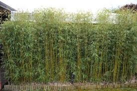 Green Panda Bamboo Fargesia dracocephal