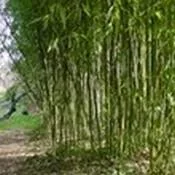 Bamboo:Running vs Clumping Information