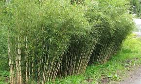 Robusta Bamboo Fargesia robusta 