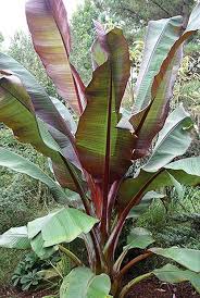 Ensete maurelii-Red Leaf Banana