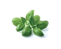 Basil-Ocimum basilicum-herb