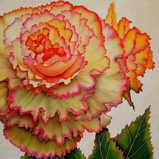 Begonia Specialty