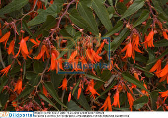 Begonia boliniensis