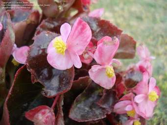 Begonia Fibrous/Wax