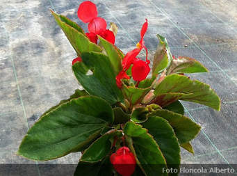 Begonia Winged