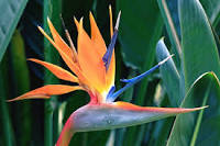 Strelitzia-Bird Of Paradise