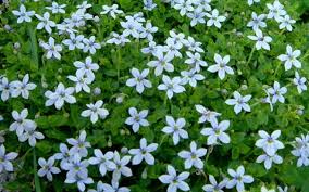 Blue Star Creeper Isotoma fluviatilis Ground Cover