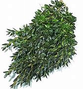 Boughs Branches Boxwood/per lb. 