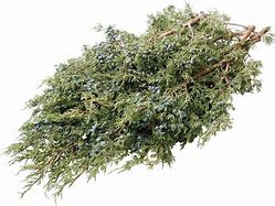 Boughs/Branches/Juniper/LB